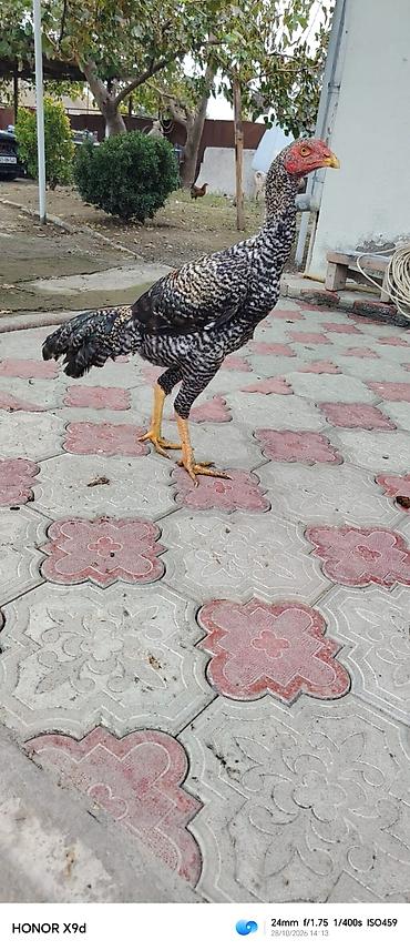 tutuquşu show jumbo: Pleymut bece satılır 6 ayına keçib hundur vıdlı becedı tam saglamdı — 5