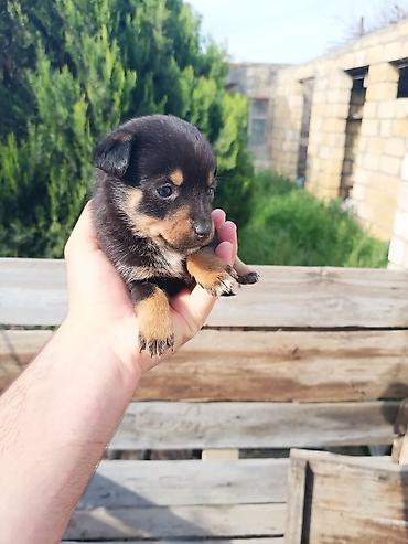 İtlər: Ünvandan götürmə — 10