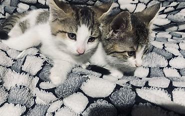 котёнок токмок: Кошка даром: Беспородная, 2 месяца, Девочка — 1