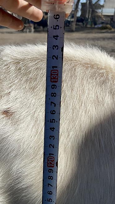 Коровы, быки: Продаю | Корова (самка) — 12