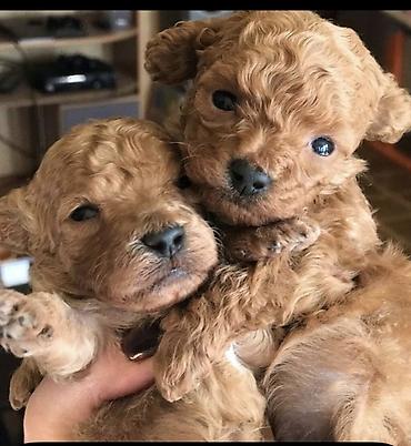 İtlər: Pudel, 1 ay, Ödənişli çatdırılma — 5