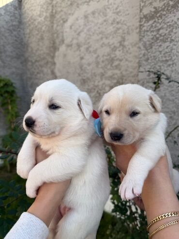 İtlər: Labrador-retriver, 1 il, Dişi, Ünvandan götürmə — 9