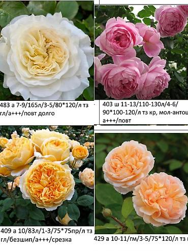 Роза: Саженцы — 12