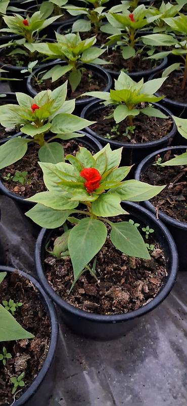 roza gul: Məhsul: Celosia cristata (Xoruztoyuğu, “toyuq tacı”) – qırmızı rəngli — 2