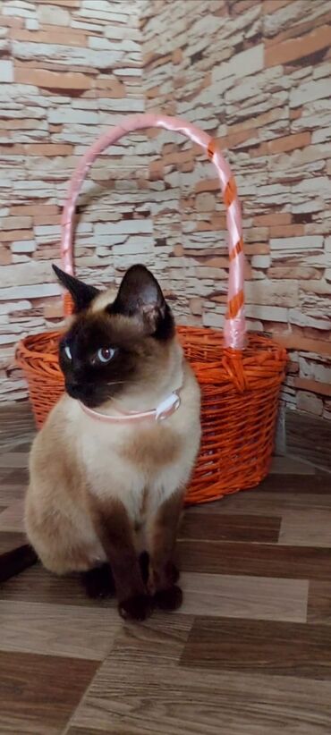 Pişiklər: Siam, Dişi, Yaxşı əllərə, Ünvandan götürmə -da lalafo.az — 4 Pişiklər: Siam, Dişi, Yaxşı əllərə, Ünvandan götürmə — 4