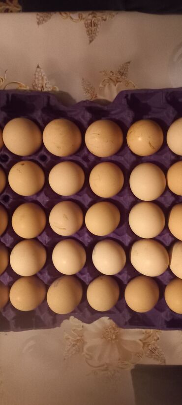 Птицы: Salam təmiz qan australorp yumurtaları satilir sürü Türkiyə den gelib