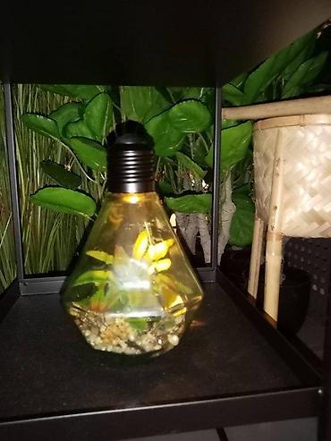 silvercrest mini rerna: VELIKA SIJALICA SA VESTACKOM BILJKOM NOVA LED LAMPA AKCIJA | Cene — 3