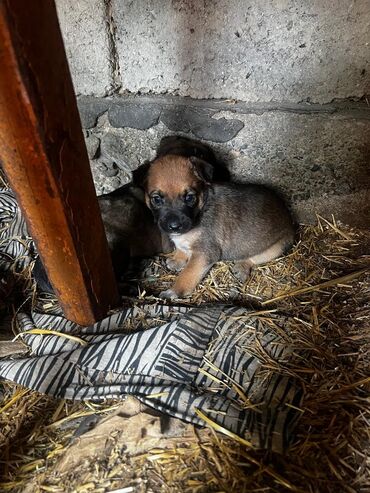 лысая хохлатая: Собака даром: 1 месяц, Самец