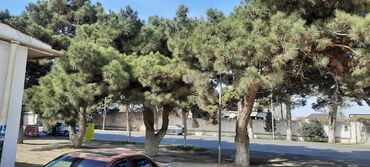 Kommersiya daşınmaz əmlakının satışı: Obyekt, Mastaganin merkezindeki Memmedyarov dairesinde, Mastaga - -da lalafo.az — 7 Kommersiya daşınmaz əmlakının satışı: Obyekt, Mastaganin merkezindeki Memmedyarov dairesinde, Mastaga - — 7