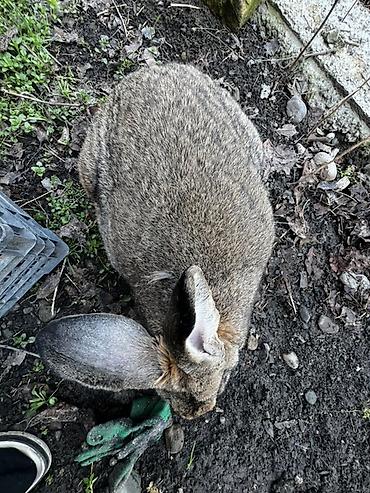 Кролики: Продаю | Крольчиха (самка), Кролик самец, Крольчата | Для разведения — 2