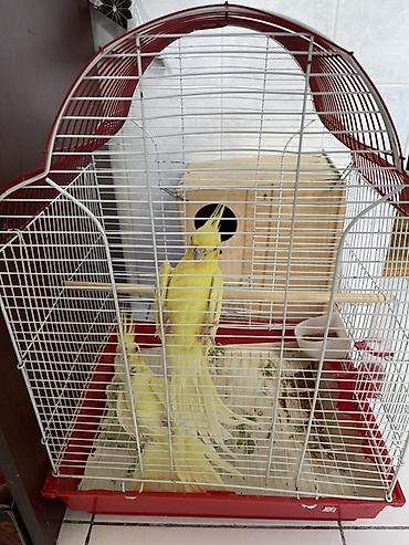 lutino: Məhsul: Nimfa (Cockatiel) cütü və qəfəsi Yumurtlayan quşlardır. - — 2