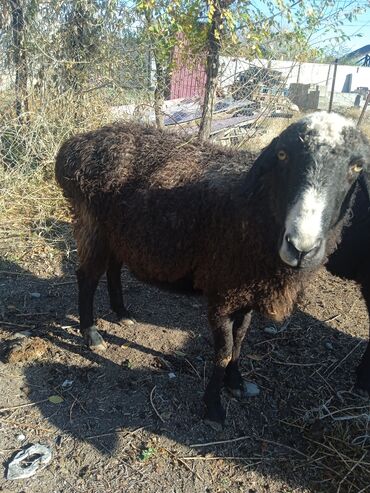 где купить кошку в бишкеке: Сатам | Ургаачы кой (ургаачы) | Көбөйтүү үчүн | Ургаачы