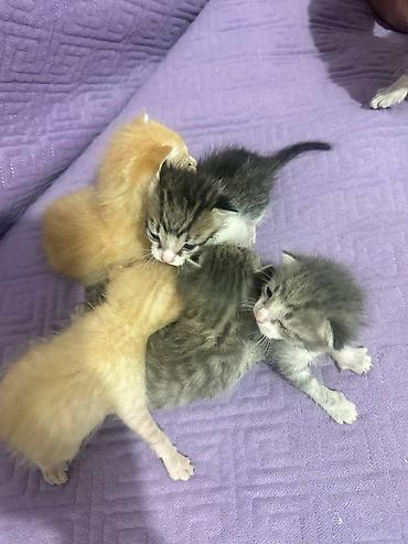 Продажа кошек: Котята-домашние малыши - Возраст: новорождённые, ещё молочного — 5