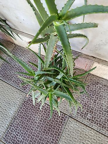 алоэ вера купить: 🪷Aloe vera (sukkulent) – iri və məhsuldar ana koldan çoxlu pöhrə verən — 3