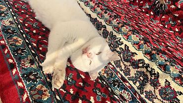 Pişiklər: Erkək, Yaxşı əllərə, Pulsuz çatdırılma — 1