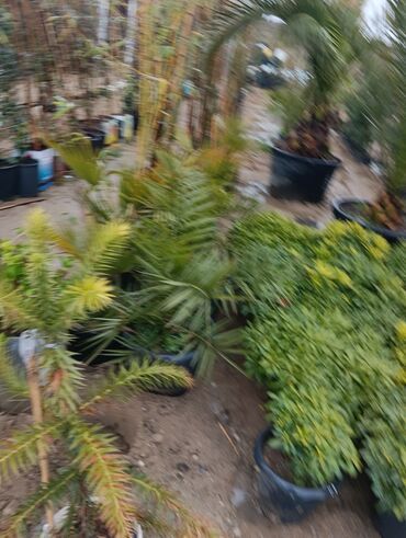 Tinglər: Gul cicek agaclarin satisi torf gubresi satilir 300den yuxari alana — 11