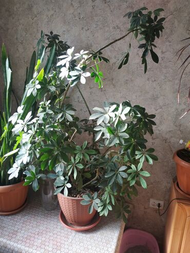Другие комнатные растения: Шефлера 1,5 метра высотой в новом горшке,не дорого