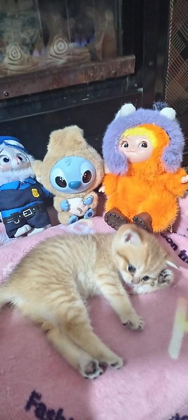 Pişiklər: Britan, Yaxşı əllərə — 12