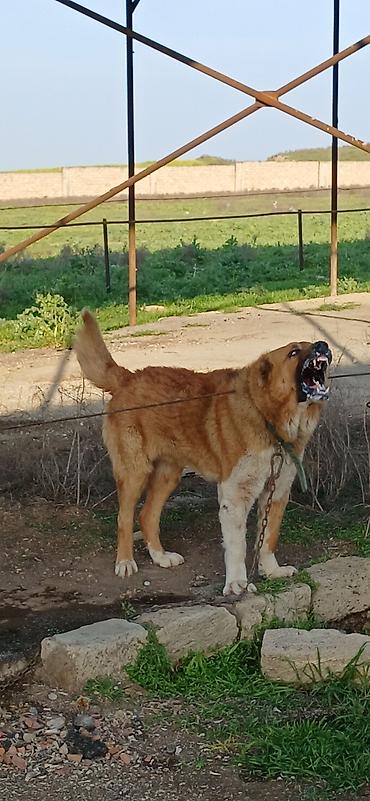 İtlər: Qurdbasar, 2 il, Erkek, Peyvəndli — 2