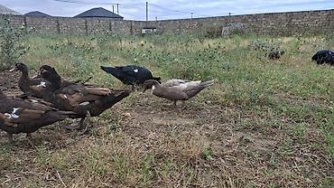 ordəyi: Muscovy ördəkləri (indoutka) – müxtəlif rənglərdə - Cins: Muscovy — 3