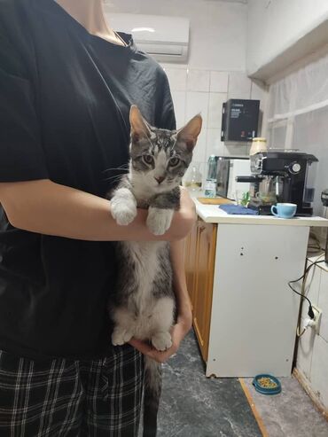британская кошка: Кошка даром: Мейн-кун, 4 месяца, Мальчик, Приучена к лотку