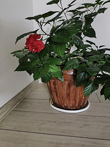 продать мёд: Продаю китайскую розу — 1