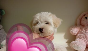 Dayələr: Maltipoo balaları - Cins: Maltipoo (Maltese x Poodle) - Rəng: Qar ağ -da lalafo.az — 7 Dayələr: Maltipoo balaları - Cins: Maltipoo (Maltese x Poodle) - Rəng: Qar ağ — 7