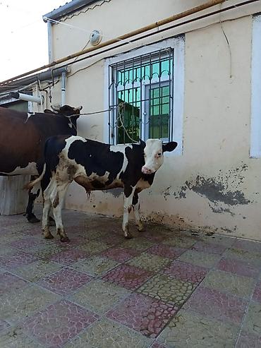 Inəklər, öküzlər: 2 ci qarna balali duye sudu 18 litr .mayin 14 du dogub balasi erkeydi — 3
