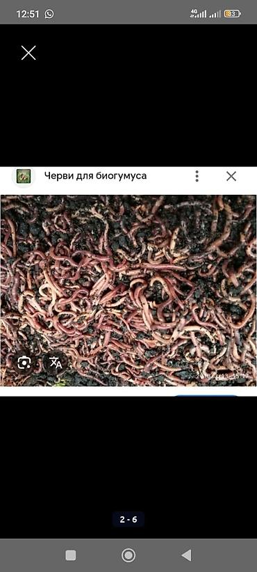 агрохим: Удобрение Гумус, Платная доставка, Самовывоз — 2