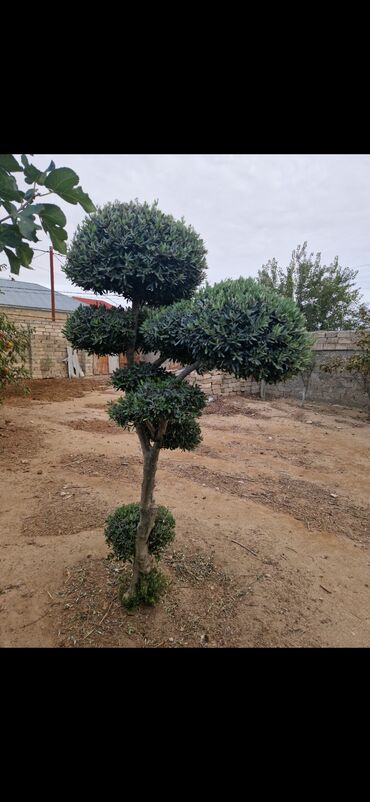 Bitki kökləri: Zeytun ağacı SATILIR 9 mərtəbə. super bəzəyi var boyu 1.85 2sm