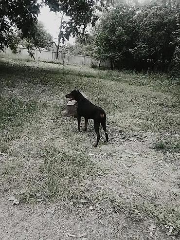 qara toyuq sortu: Doberman, 2 il, Erkək, Peyvəndli, Ödənişli çatdırılma, Ünvandan götürmə — 4