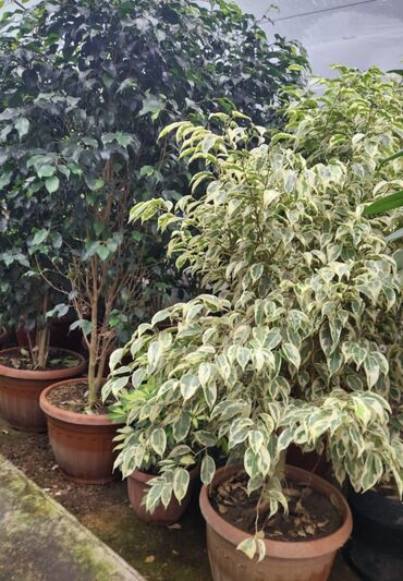 Другие комнатные растения: Пальмы,ДраценыКофейные деревья, и тд. Растения для интерьера — 17