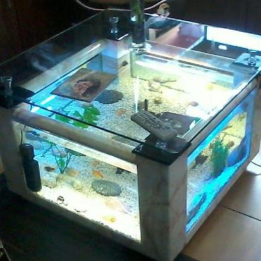 kristal yem mmc: Akvarium-şkaf, 1000 l, Pulsuz çatdırılma — 7