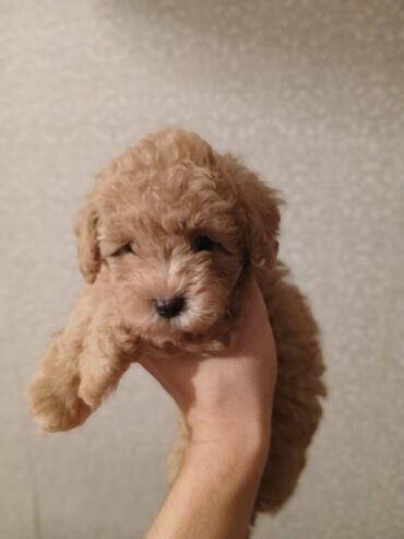 İtlər: Pudel, 2 ay — 6