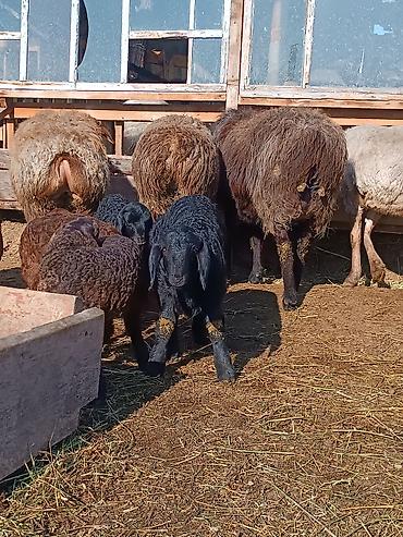 Баран, овца: Продаю | Ягненок | На забой | Племенные — 6