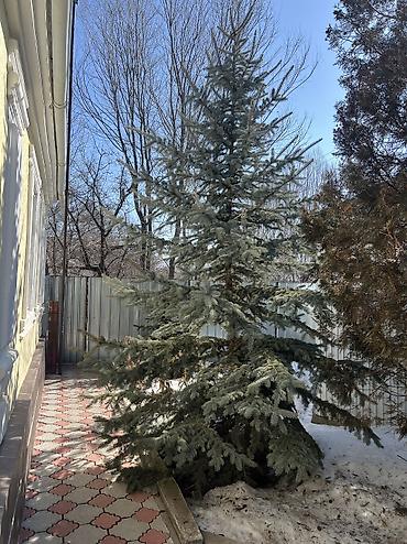 Продаю голубая ель 1 штук🌲 село Тегизчил
(Каракол) 5 метр at lalafo.kg Продаю голубая ель 1 штук🌲 село Тегизчил
(Каракол) 5 метр