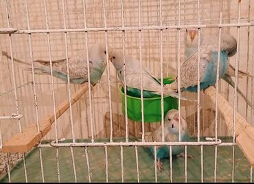 İtlər: Çex mutant balalar Super rengde çex mutantlar 1 ədədi 35 man. Topdan