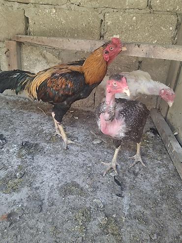 ayam serama: Toyuq, Damazlıq, Ödənişli çatdırılma — 2
