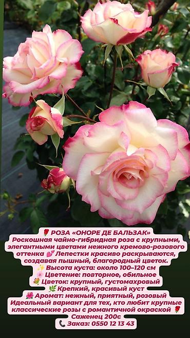 Дёрен Элегантиссима: Кустовые сортовые розы в наличии. Цена за саженец указана на фото — 2