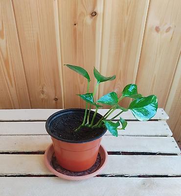 Другие комнатные растения: Продаю комнатные растения:,сцендапсус.,сансвиерия,гипоэстес.Цены от — 11