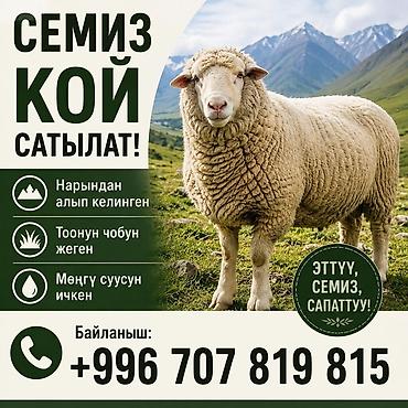 овцы на забой: Продаю | Овца (самка) | На забой — 1