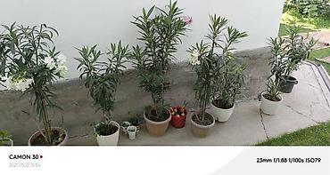 Другие садовые цветы и кустарники: ОЛЕАНДР 
ОЛЕАНДРЫ

Олеандр деревья 

саженцы 3х голичные

детки — 10