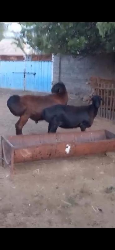 Qoyunlar, qoçlar: Cütü 450. AZN dişi boğazdır — 2