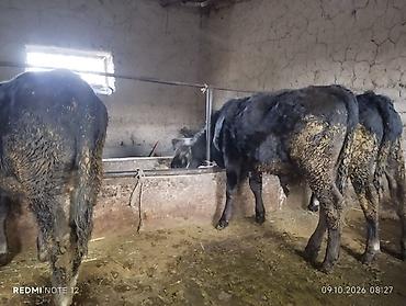 Коровы, быки: Продаю | Бык (самец), Музоо, торпок | Ангус, Герефорд, Голштин — 2