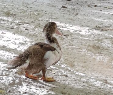 купить горох кормовой: Мускусные утки (индоутки), разноокрашенные. Описание: - Порода
