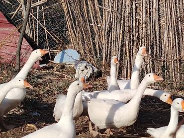 Гусь: Ağ rəngli ev qazları – yerli yetişdirmə - Növ: Ağ ev qazı (yerli — 1