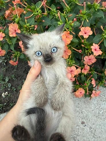 американская вислоухая кошка: Кошка даром: Сиамская, 3 месяца, Мальчик — 1