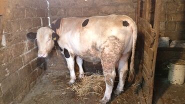 чихуахуа цена в баку: Kök heyvandır ayaq üstü satılır Saray təzə yolun yanı 0775206858