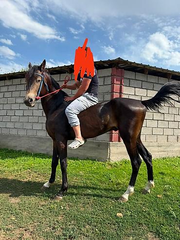 собаки хаски щенки: Продаю | Жеребец | Для разведения, Рабочий, Конный спорт | Племенные, Осеменитель — 8