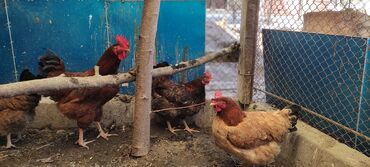 продажа кур в бишкеке: Яйца тоджон продаю яйца на инкубацицию, порода курей корейский тоджон
